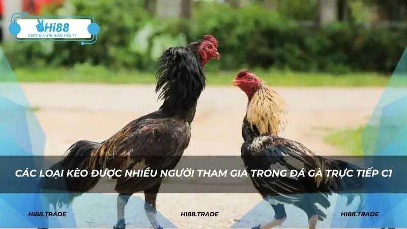 Các loại kèo được nhiều người tham gia trong đá gà trực tiếp C1