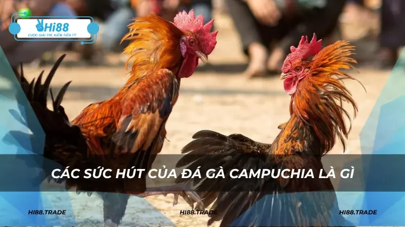 Các sức hút của đá gà Campuchia là gì