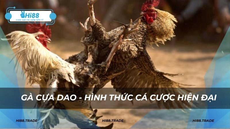 Gà cựa dao - hình thức cá cược hiện đại