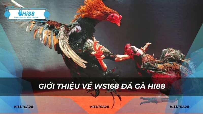 Giới thiệu về WS168 đá gà HI88