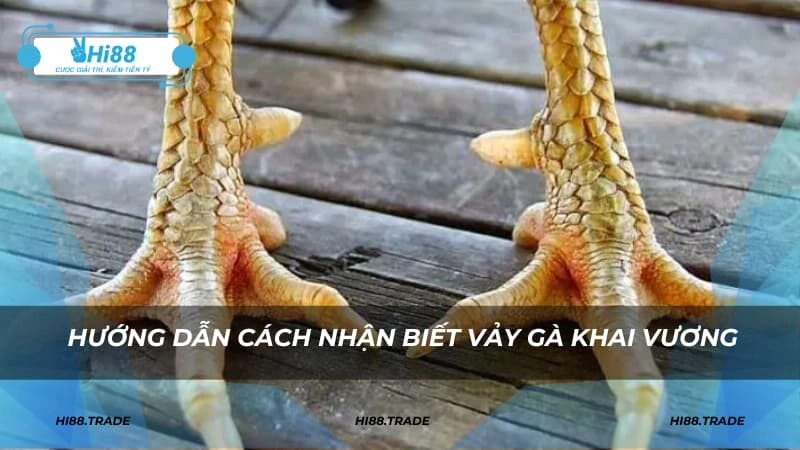 Hướng dẫn cách nhận biết vảy gà khai vương hiệu quả