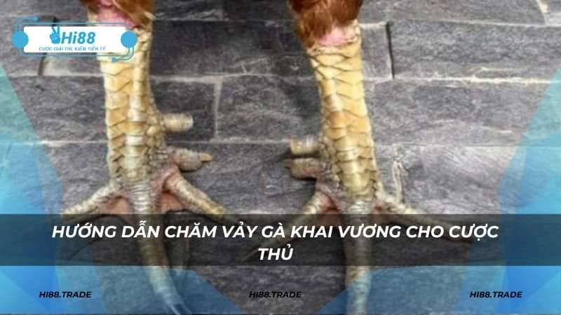 Hướng dẫn chăm vảy gà khai vương cho cược thủ