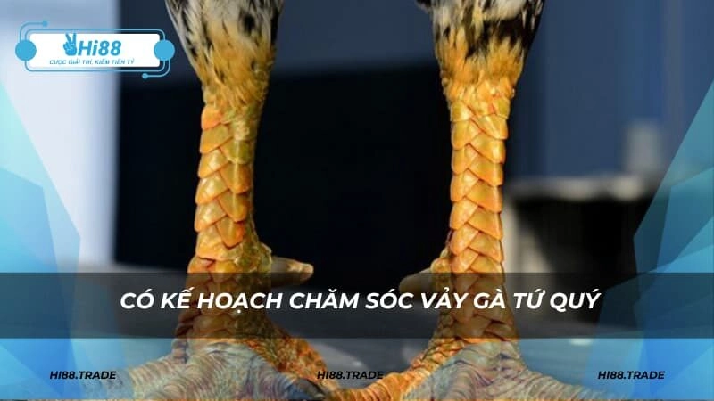 Luyện tập đều đặn và có kế hoạch chăm sóc vảy gà Tứ Quý