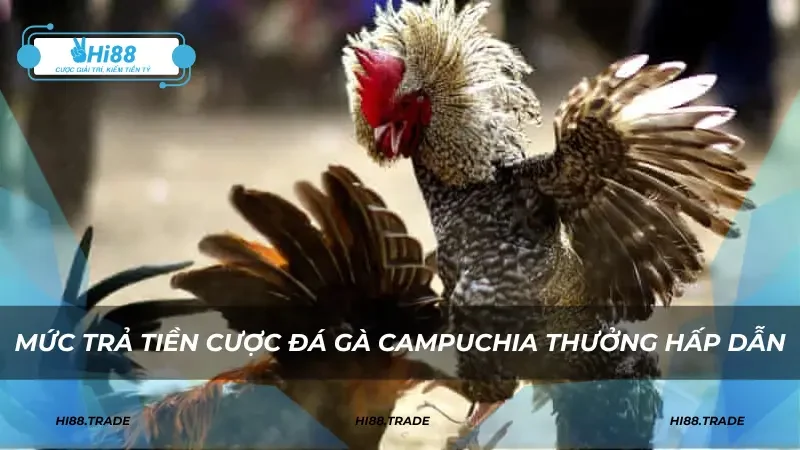 Mức trả tiền cược đá gà Campuchia thưởng hấp dẫn