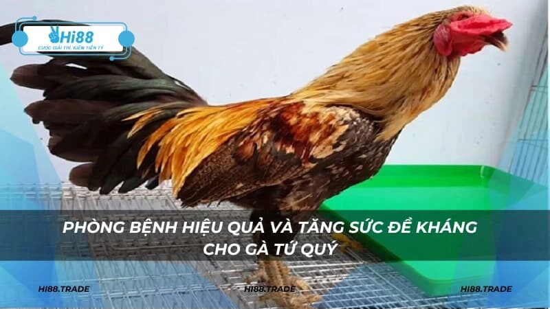 Phòng bệnh hiệu quả và tăng sức đề kháng cho gà tứ quý