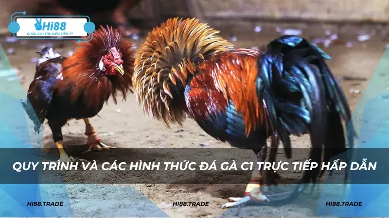 Quy trình và các hình thức đá gà C1 trực tiếp hấp dẫn