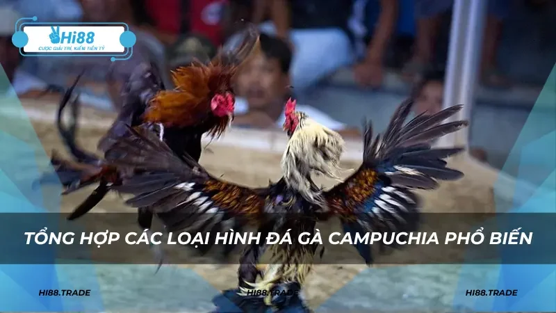 Tổng hợp các loại hình đá gà Campuchia phổ biến