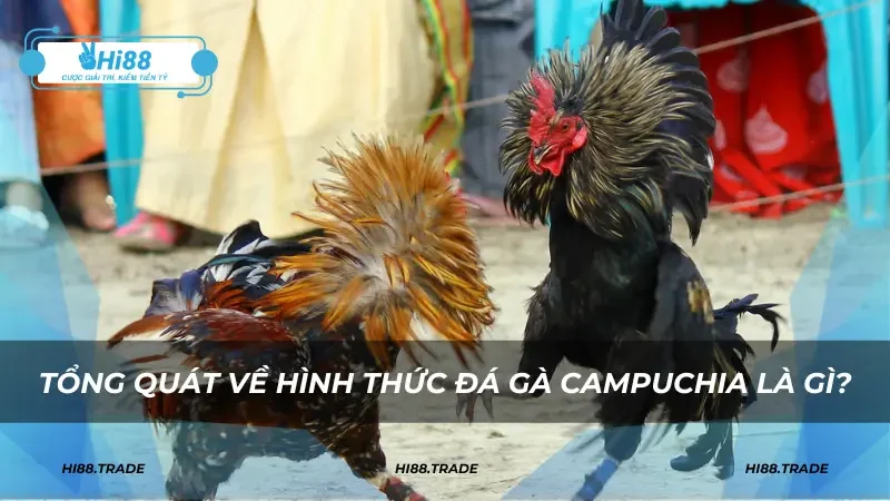 Tổng quát về hình thức đá gà Campuchia là gì?