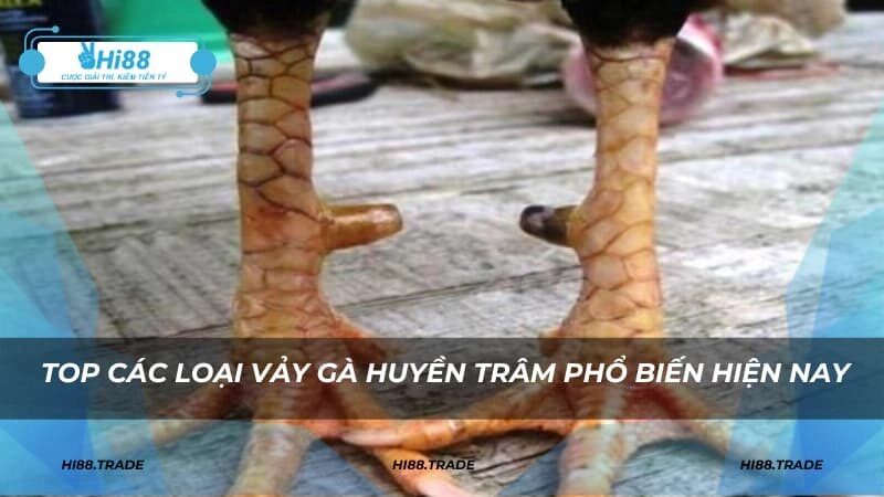 Top các loại vảy gà Huyền Trâm phổ biến hiện nay