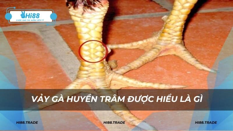 Vảy gà Huyền Trâm được hiểu là gì