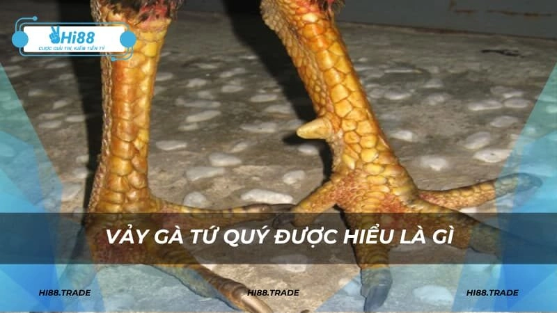 Vảy gà tứ quý được hiểu là gì